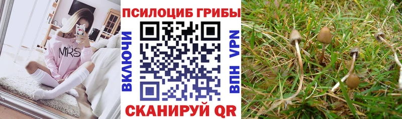 цена   KRAKEN ТОР  Псилоцибиновые грибы Psilocybine cubensis  Каспийск 